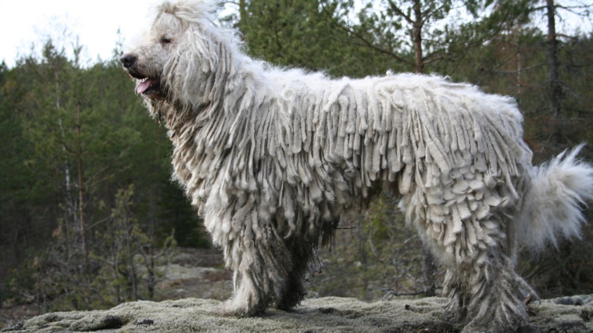 Пиренейская Горная овчарка