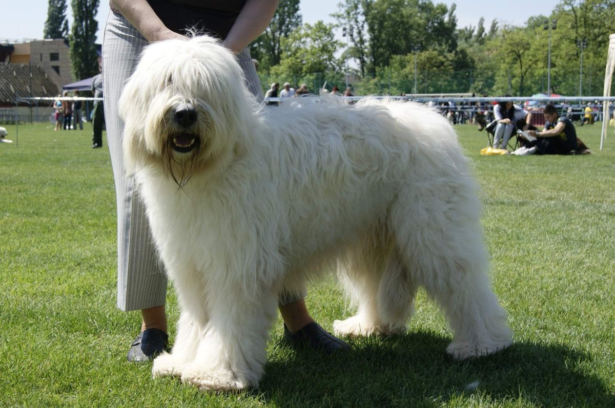 Южнорусская овчарка