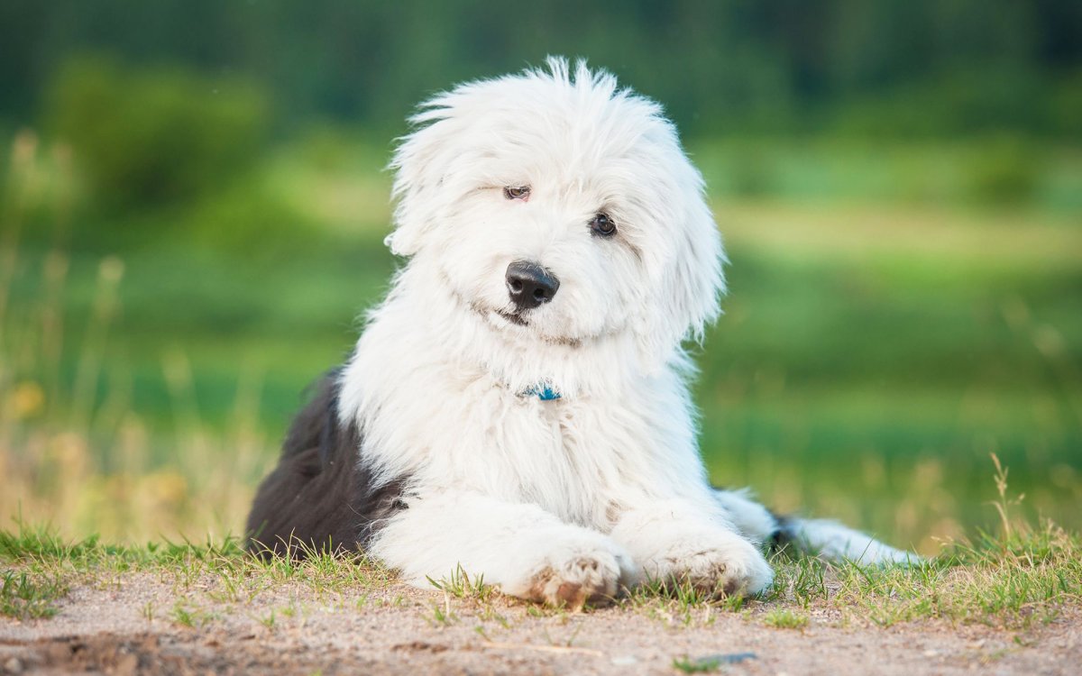 Бобтейл собака