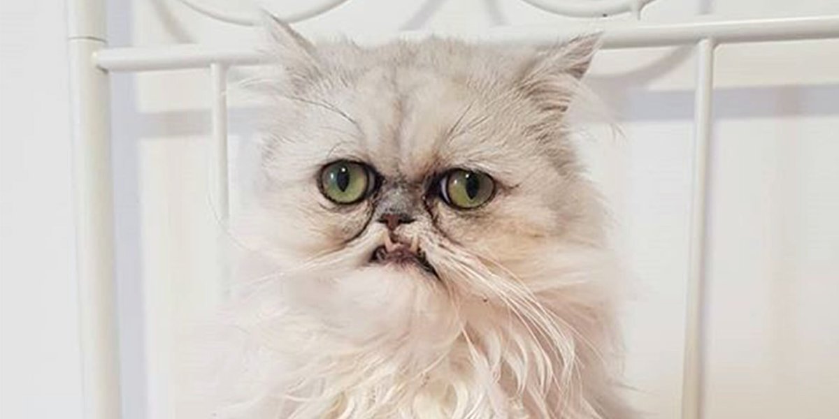 Кот Вилфред