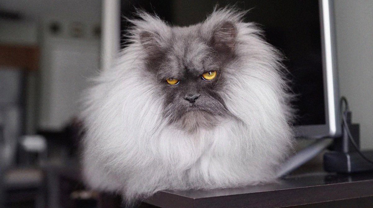 Персидская шиншилла Вилфред