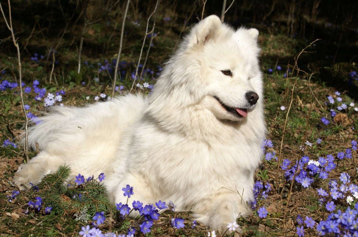 Колли австралийская овчарка