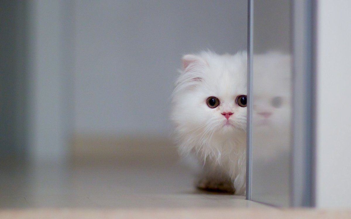 Персидская кошка альбинос