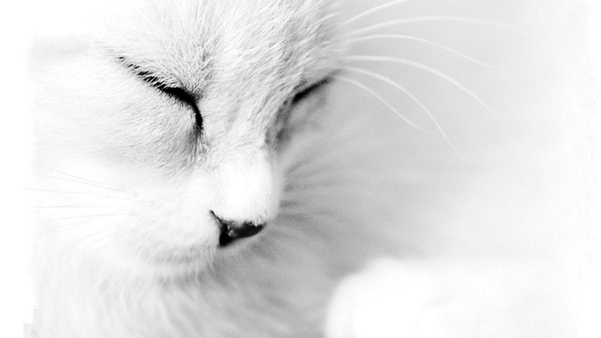 Белая кошка грустит