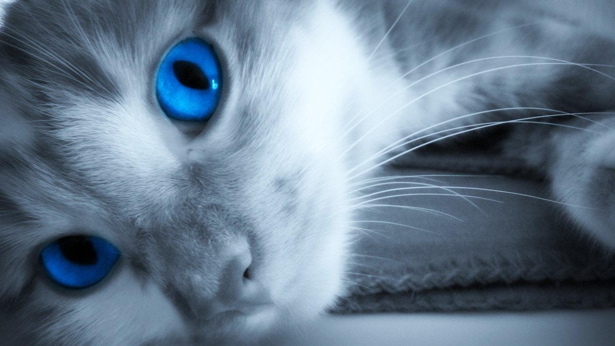 Кот с синими глазами