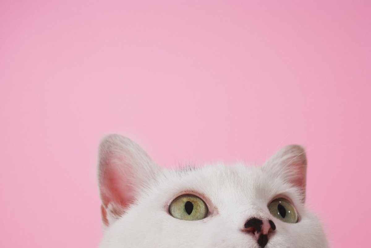 Коты на розовом фоне