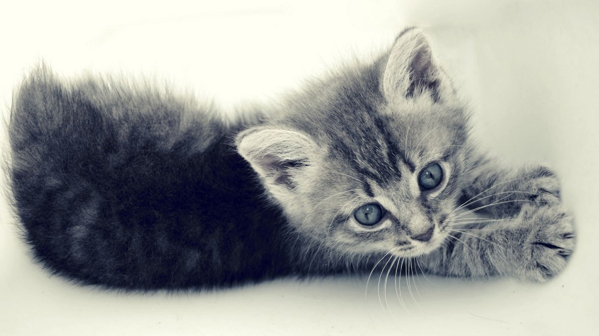 Обои с котятами