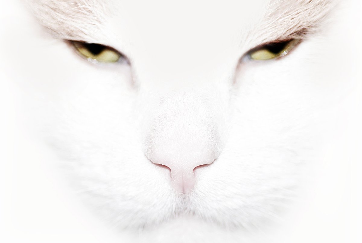 Кошка белая