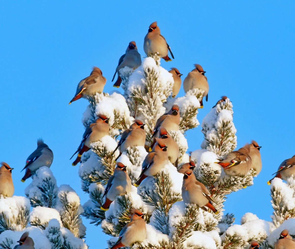 Свиристели стая