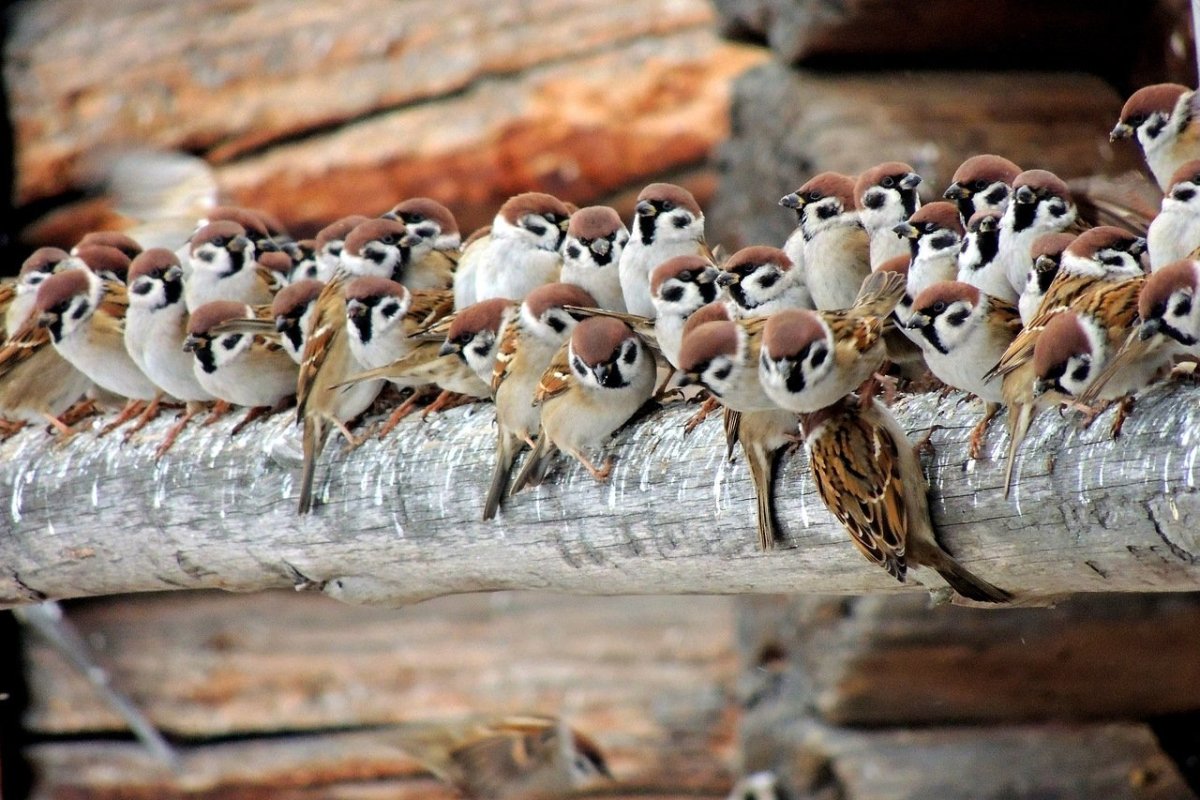 Стая Воробьев фото