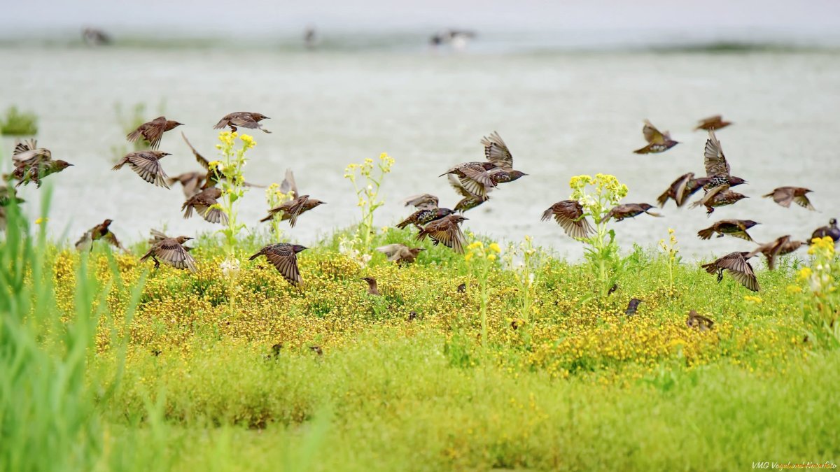 Летом птицы горизонтальные