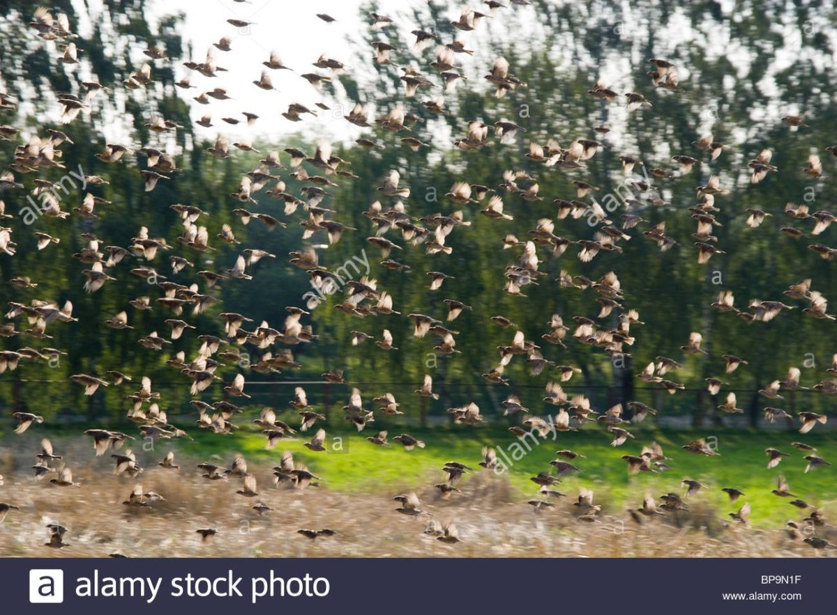 Очень много Воробьев