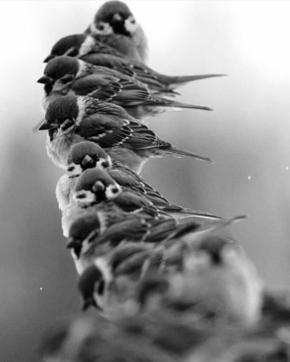 Стайка Воробьев