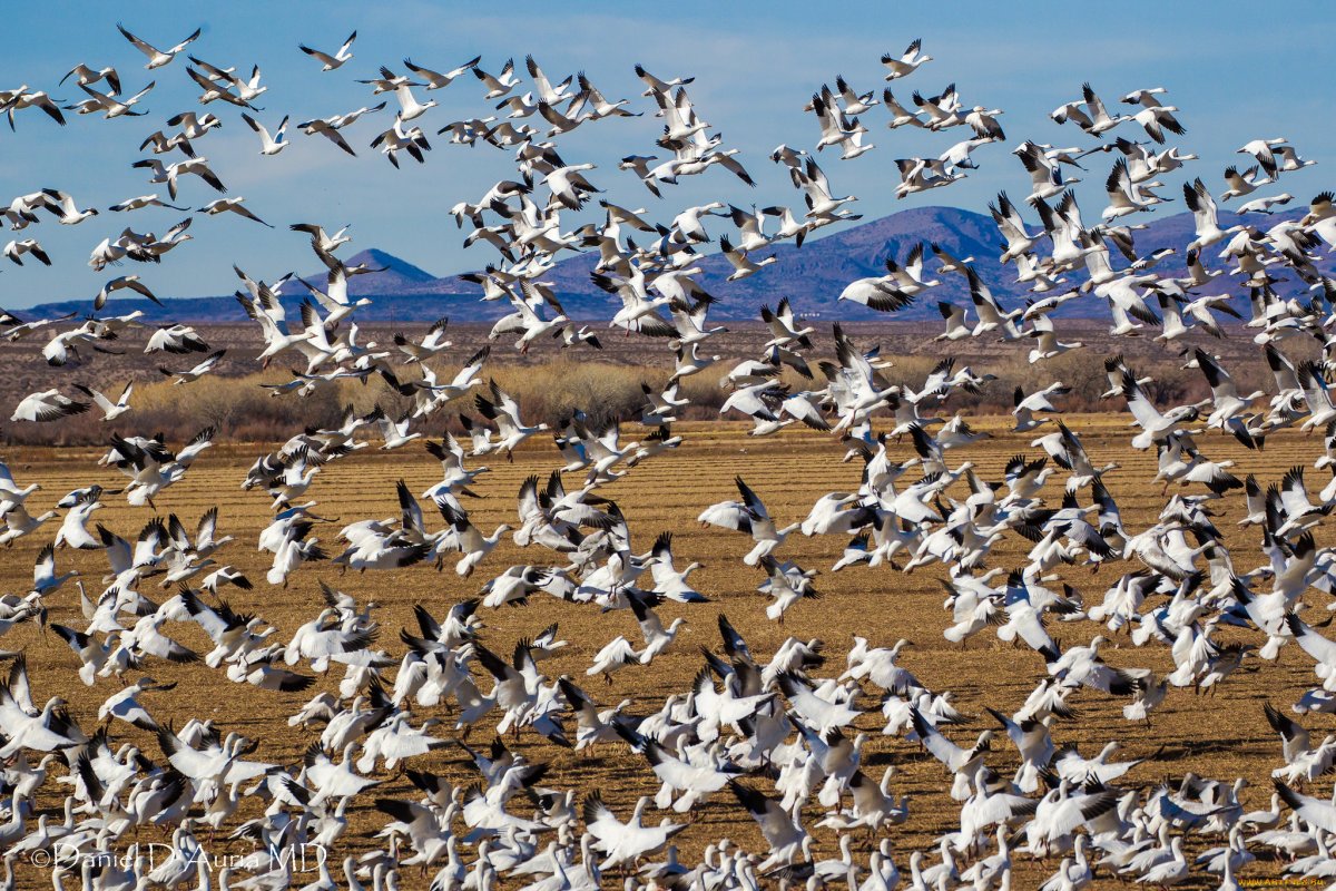 Мигрирующие животные птицы