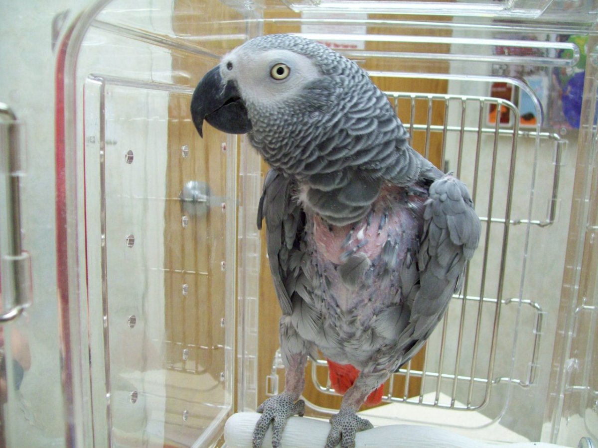 Лысый попугай жако