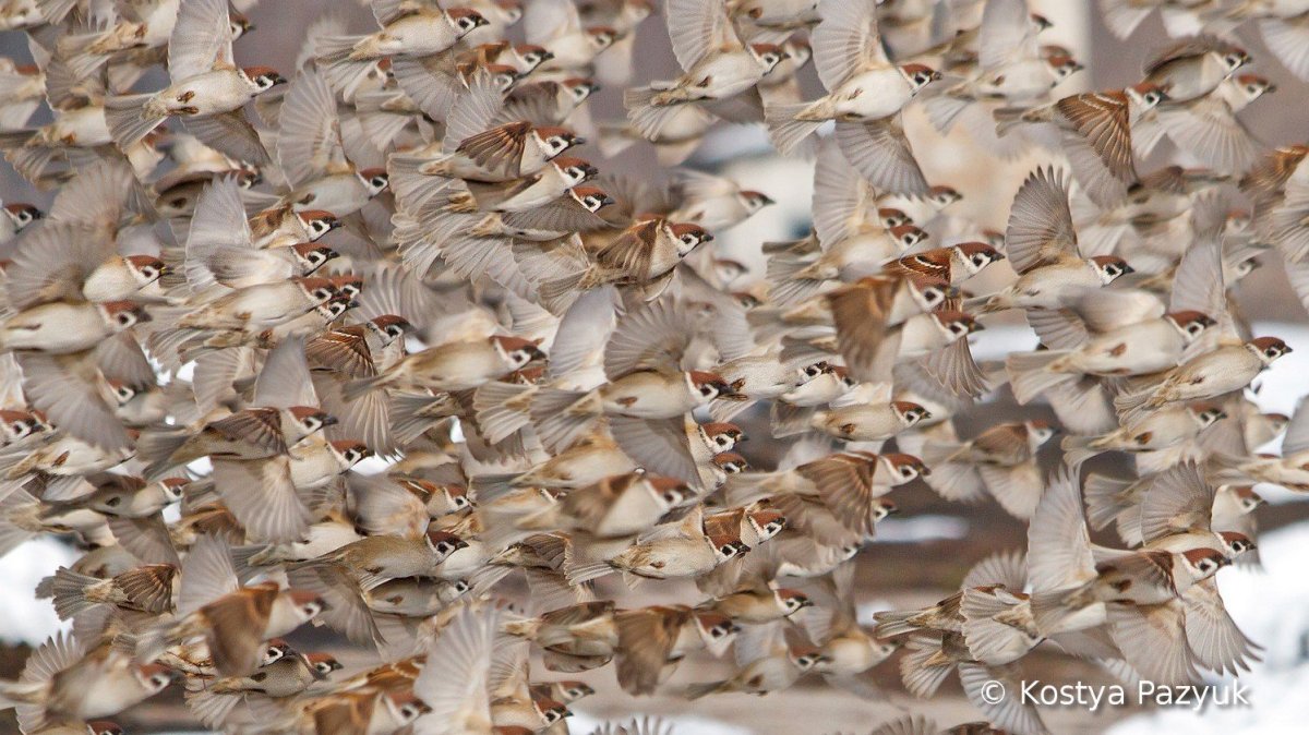 Стая воробьёв