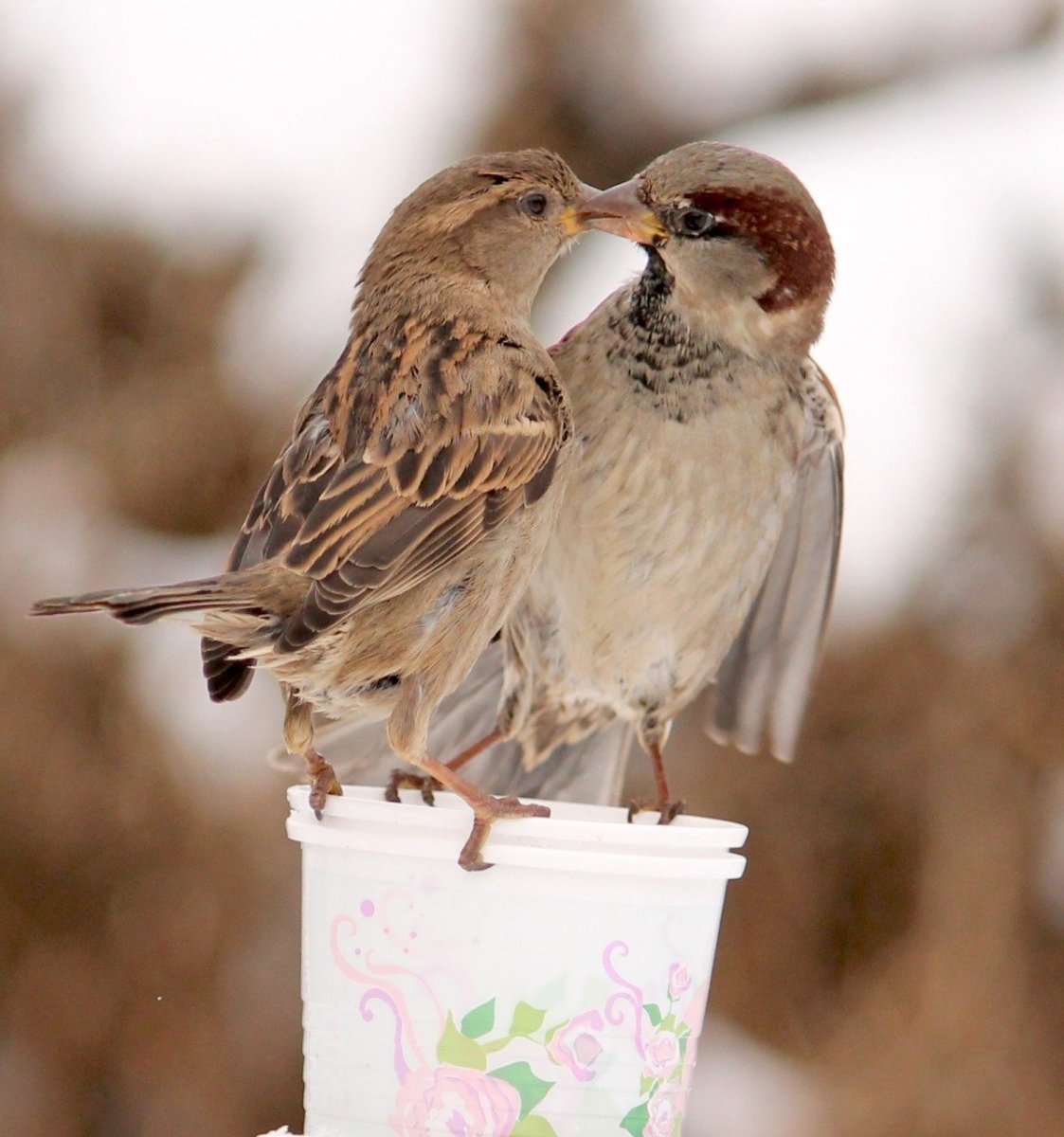 Два воробья