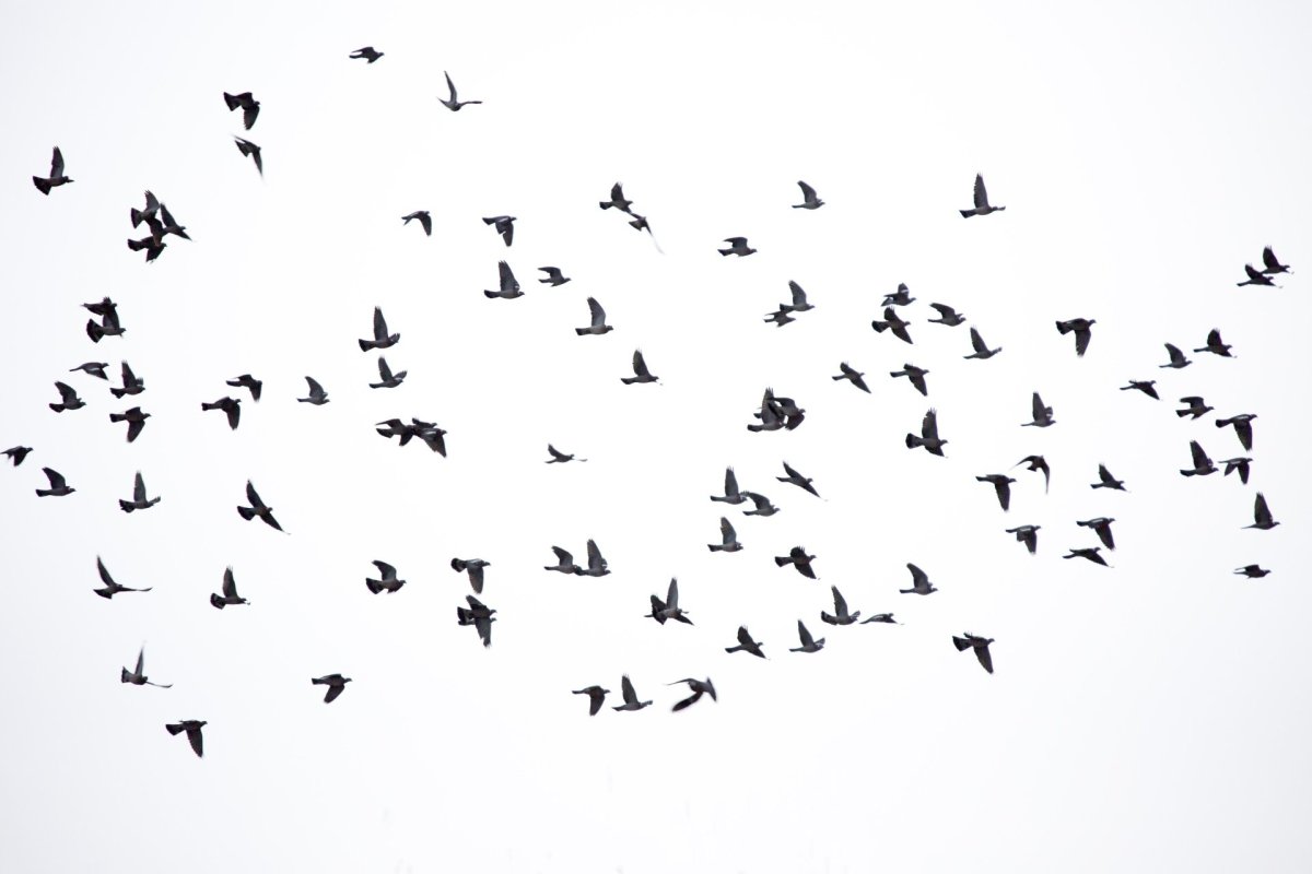 Стая птиц в небе на белом фоне