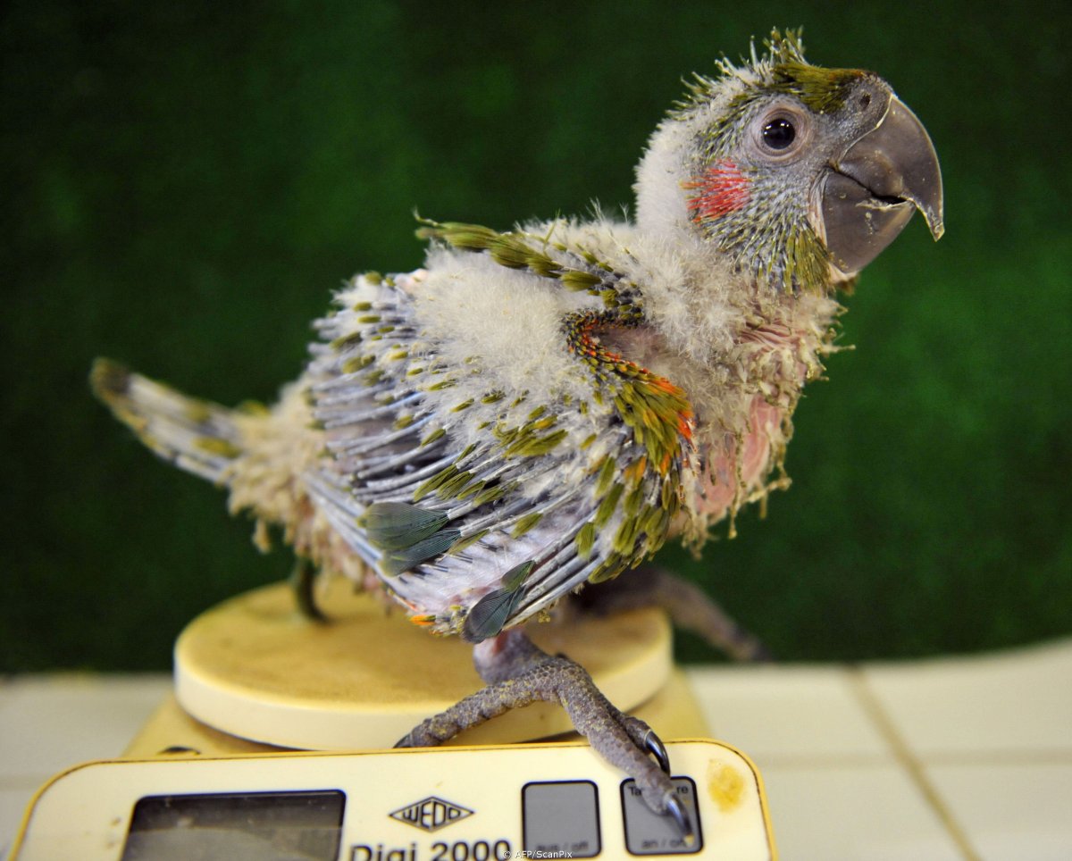 Птенец попугая ара