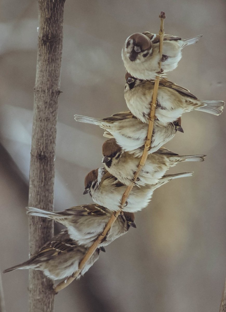 Стайка птиц