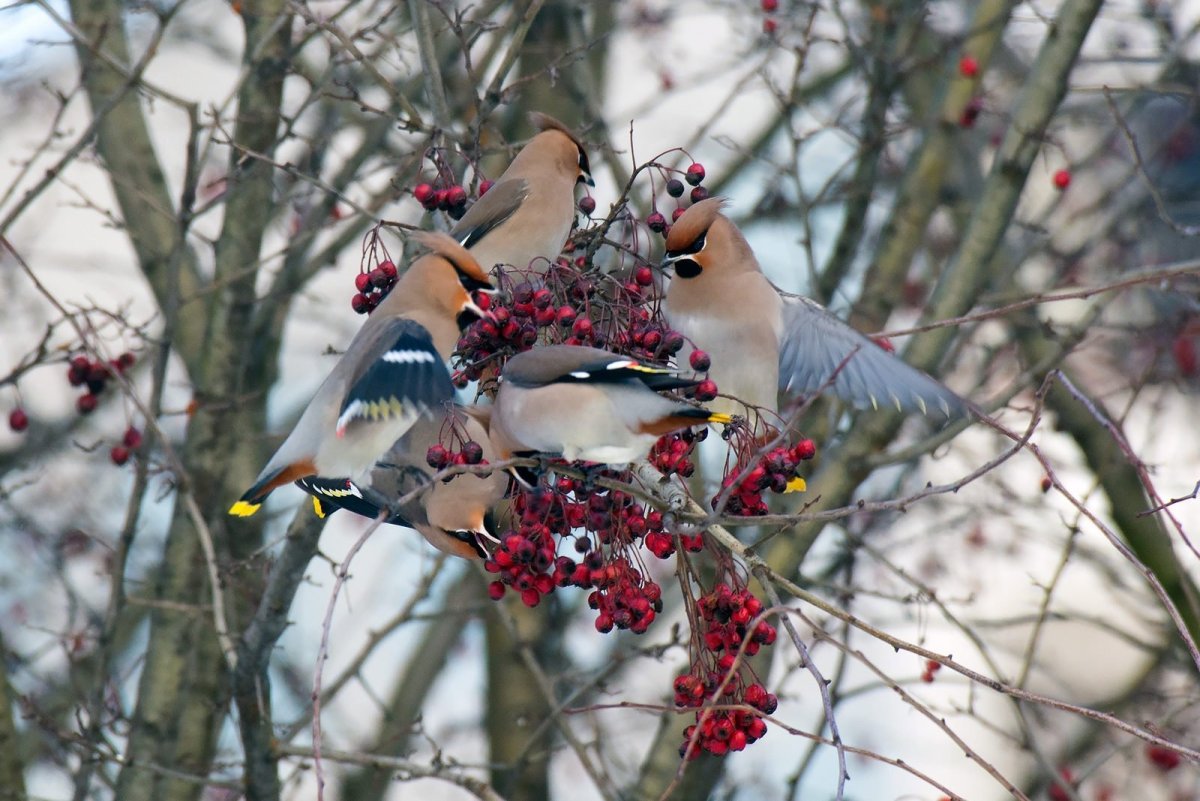 Птицы свиристели Снегири