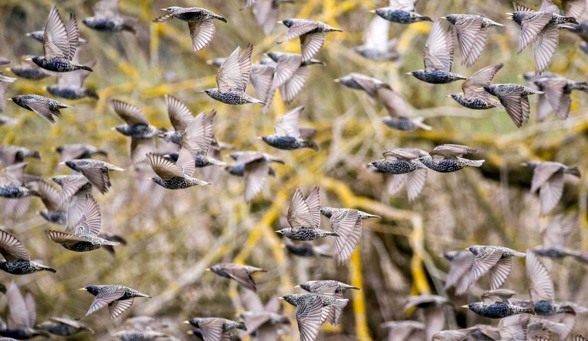 Стая Дроздов в полете