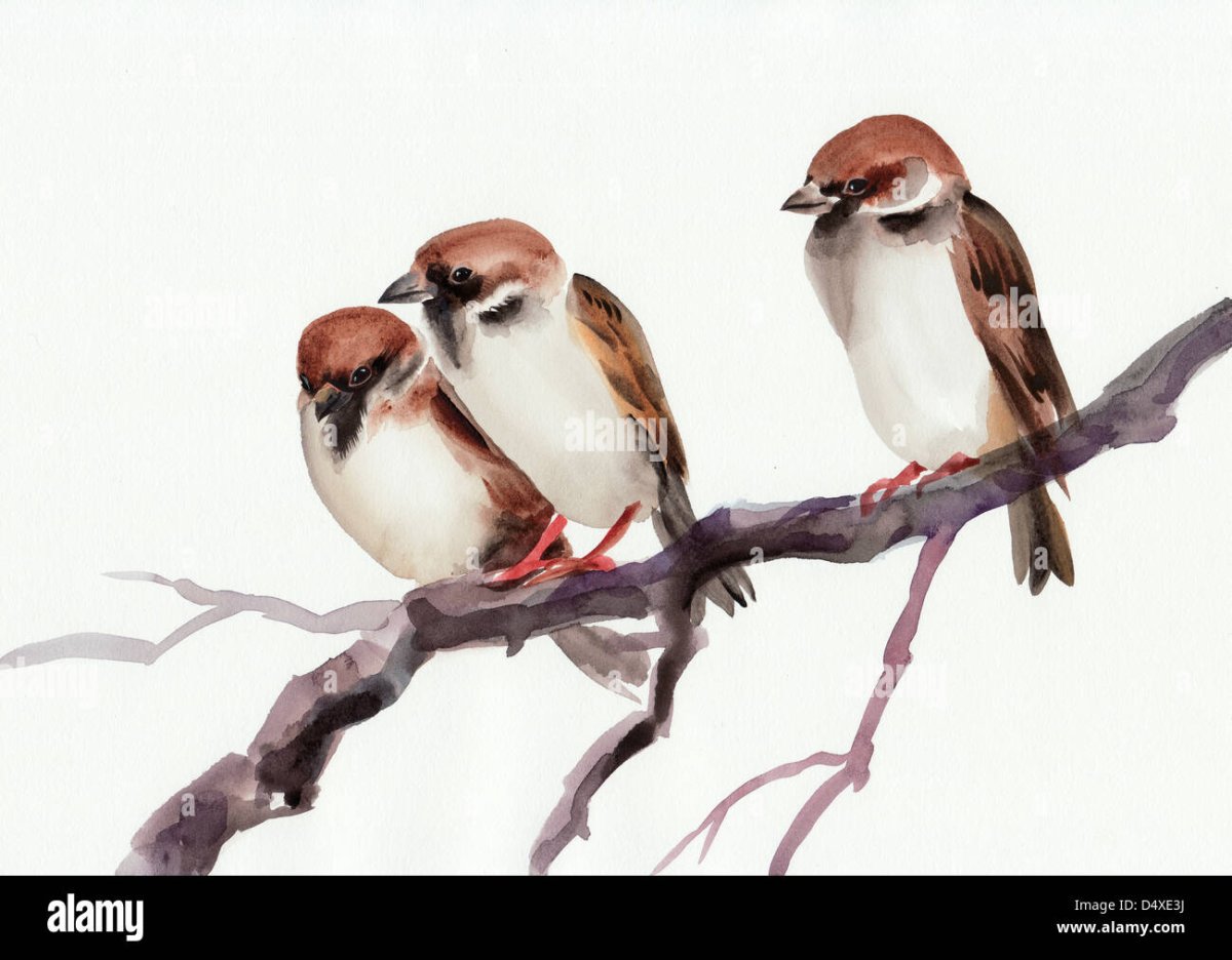 Две птицы на ветке