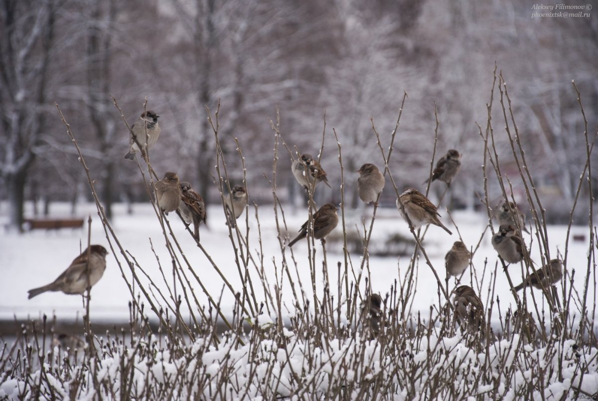 Стайка Воробьев весной