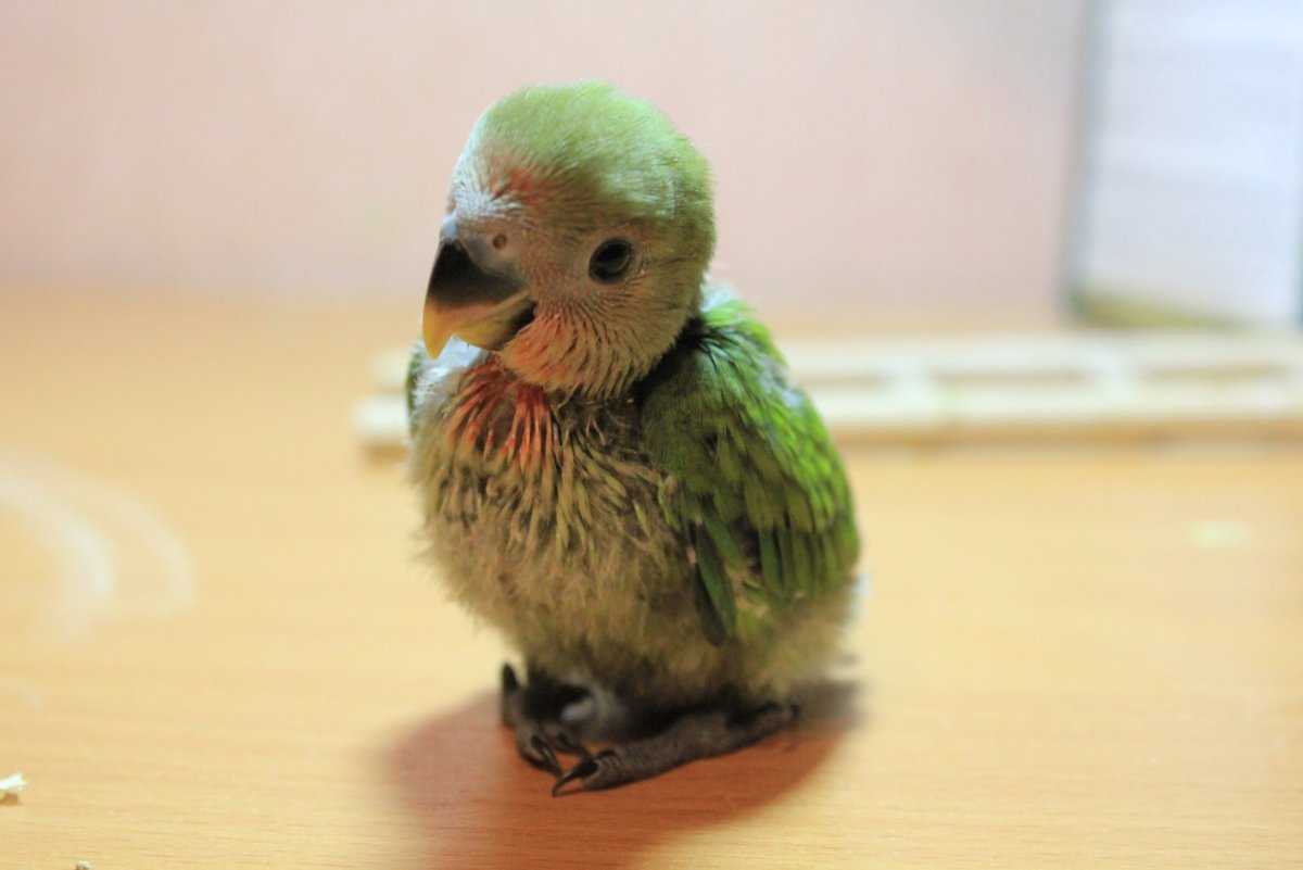 Лысый попугай корелла