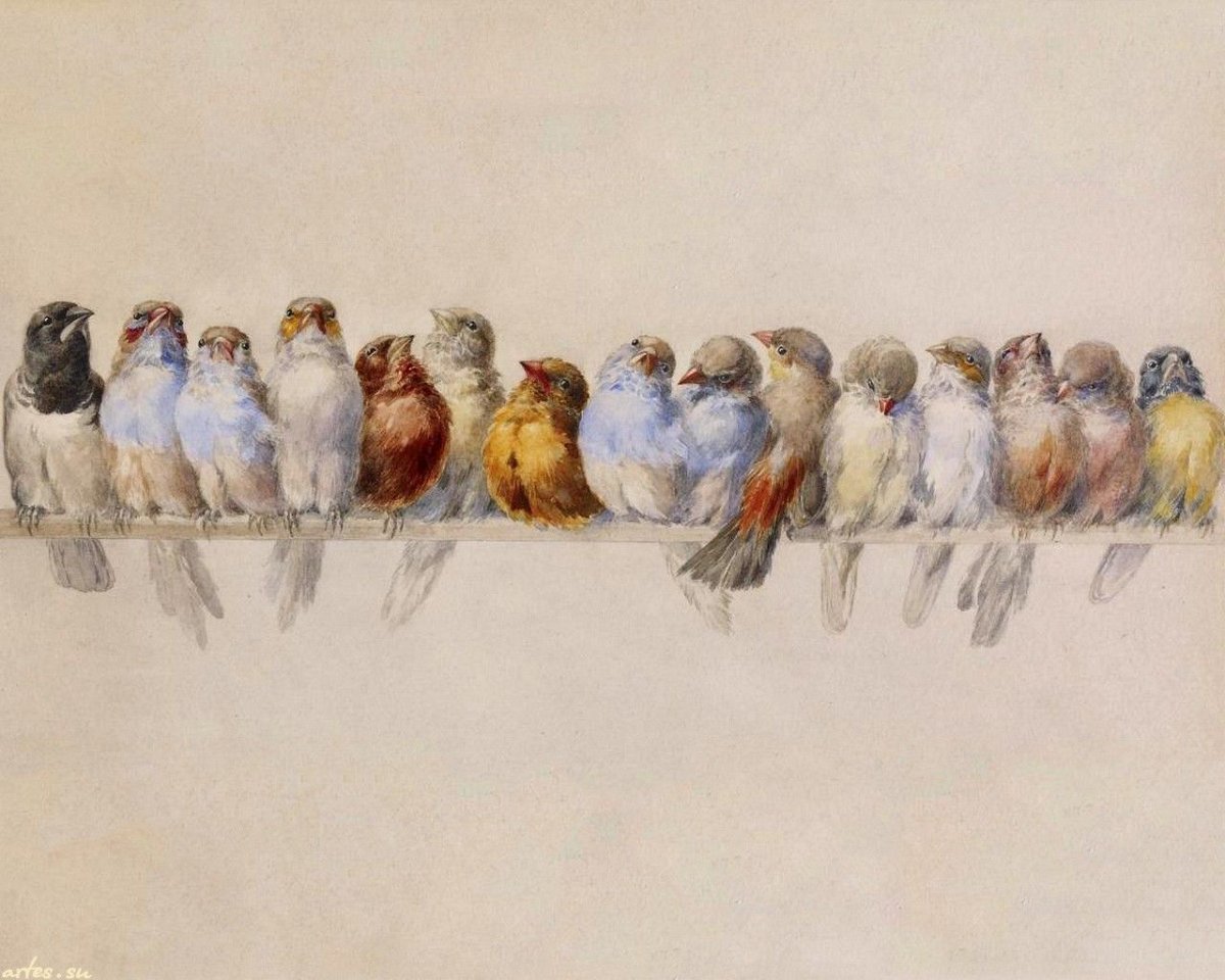 Много птиц акварель