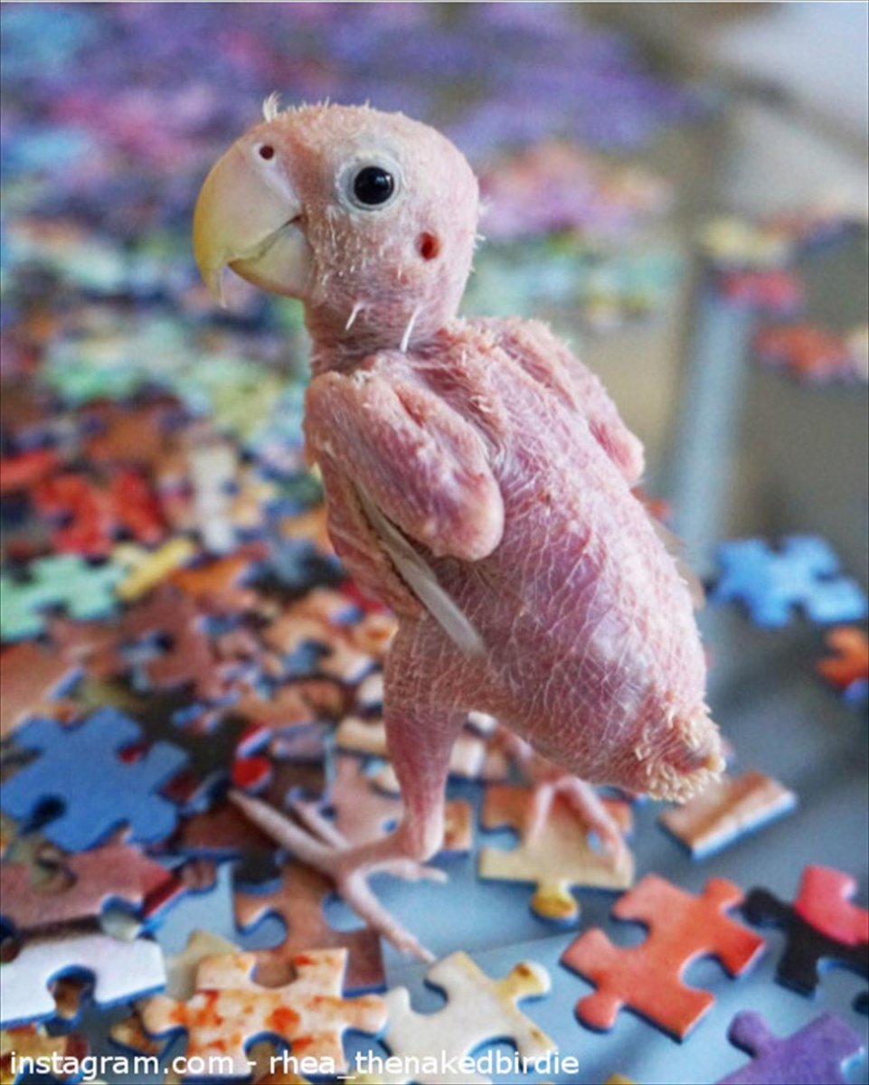 Жако птенец лысый