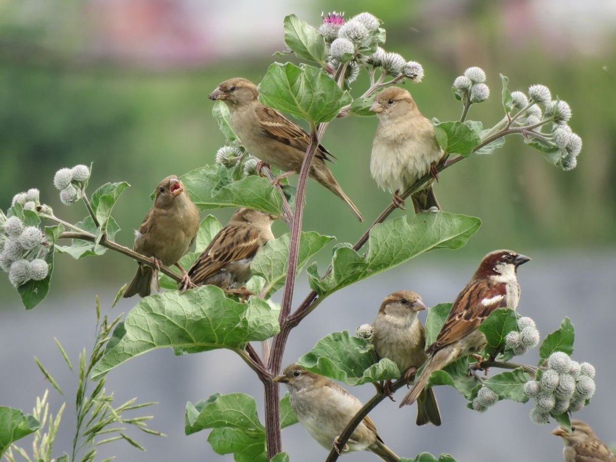 Стая Воробьев