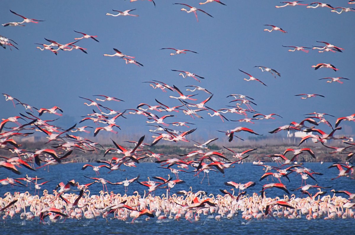 Розовый Фламинго стая