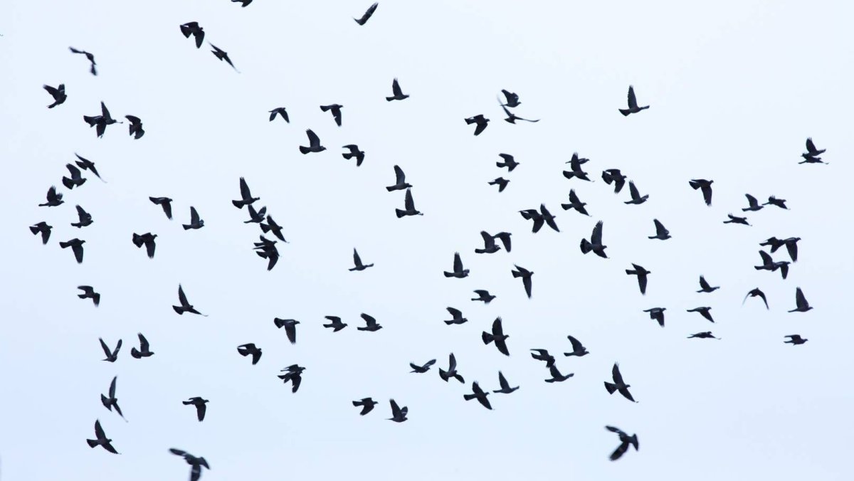 Стая птиц в небе