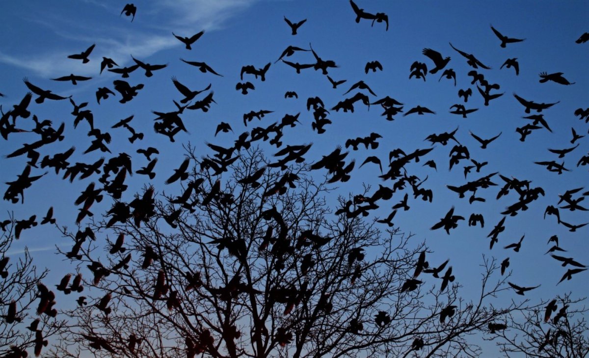 Стая ворон
