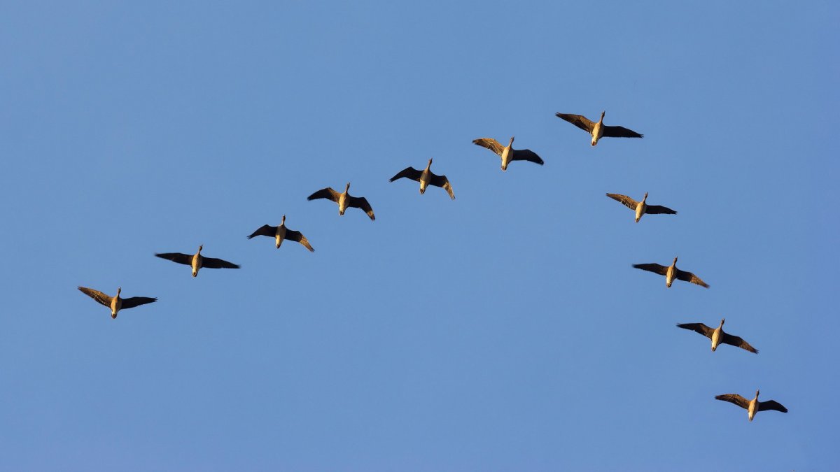 Всемирный день мигрирующих птиц 10 октября