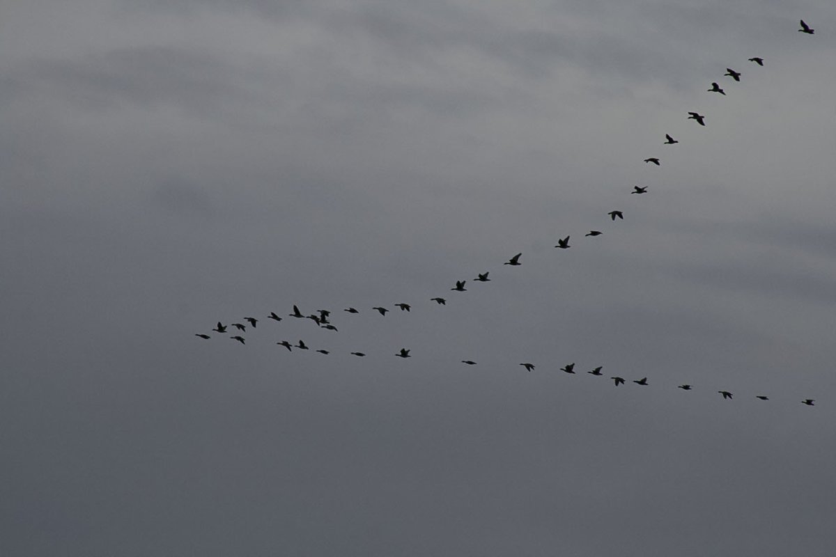 Птицы улетают вектор