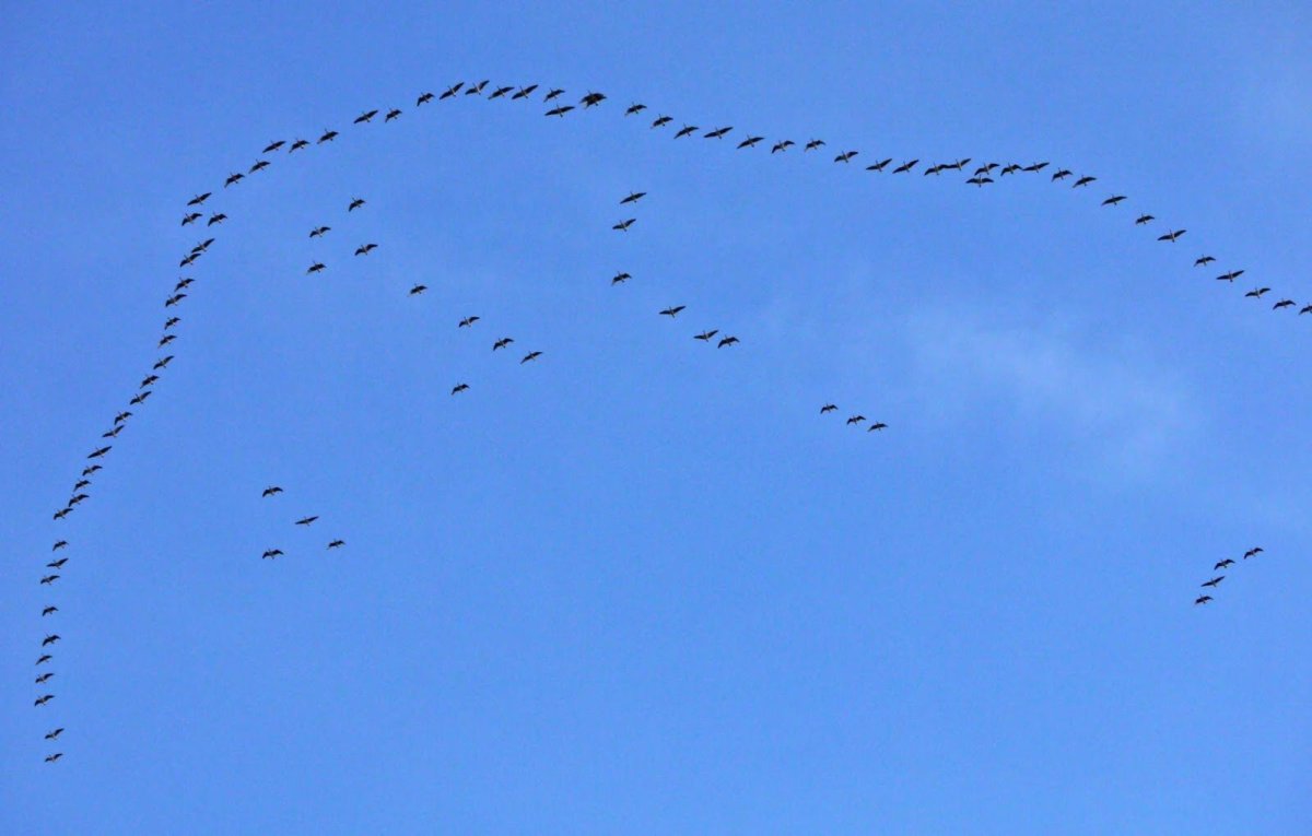 Весна сосульки птицы