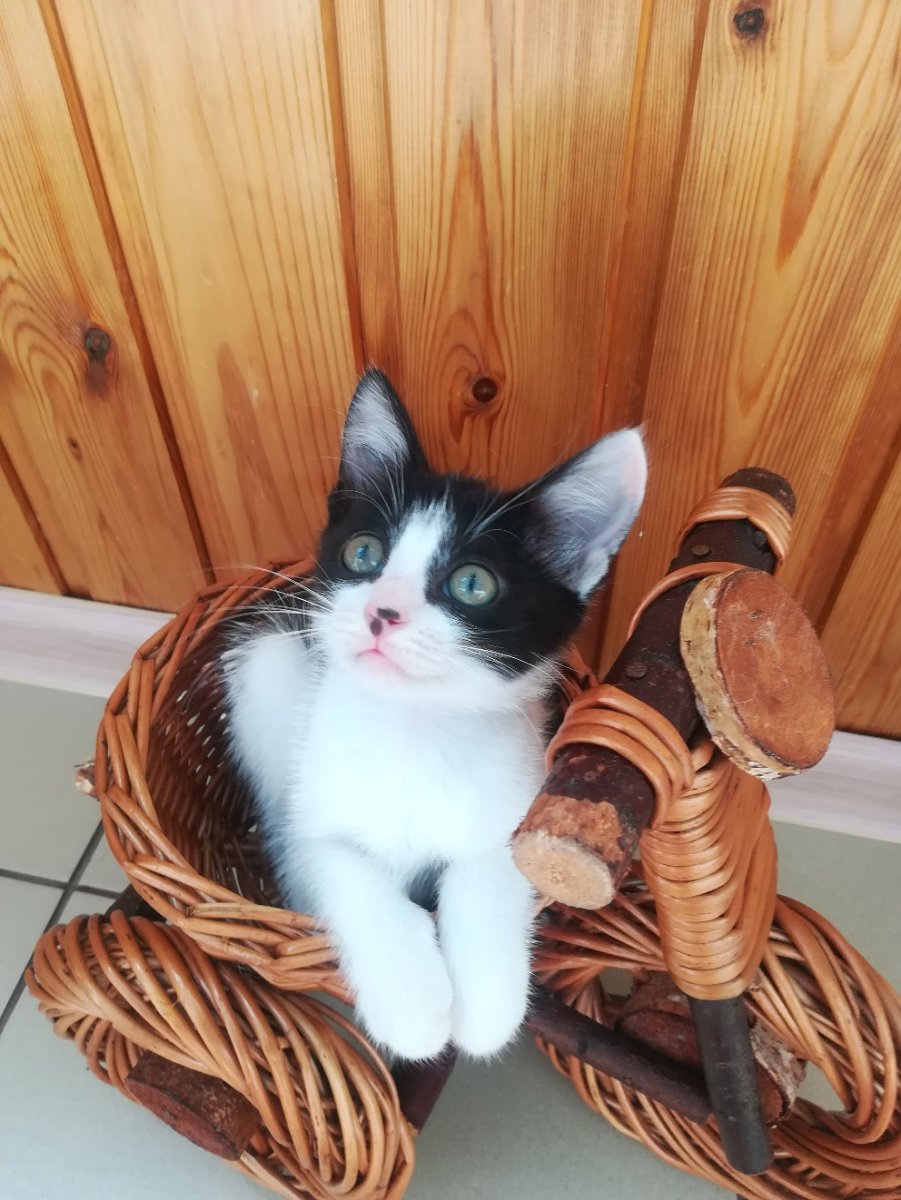 Кошка Венера Химера