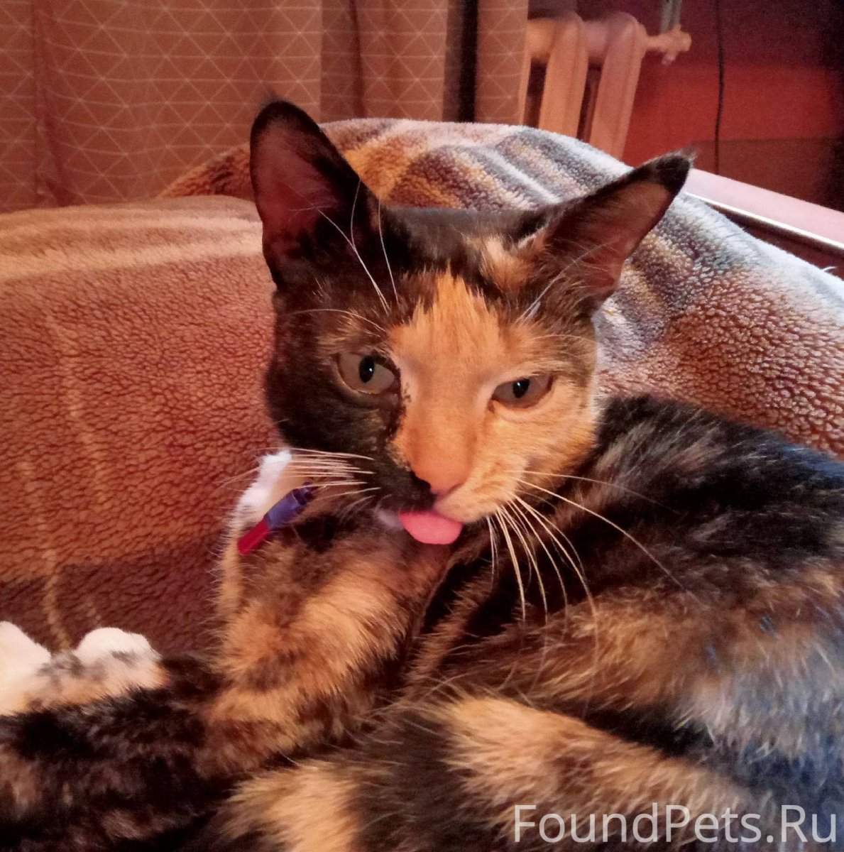 Каракал кот шлёпа