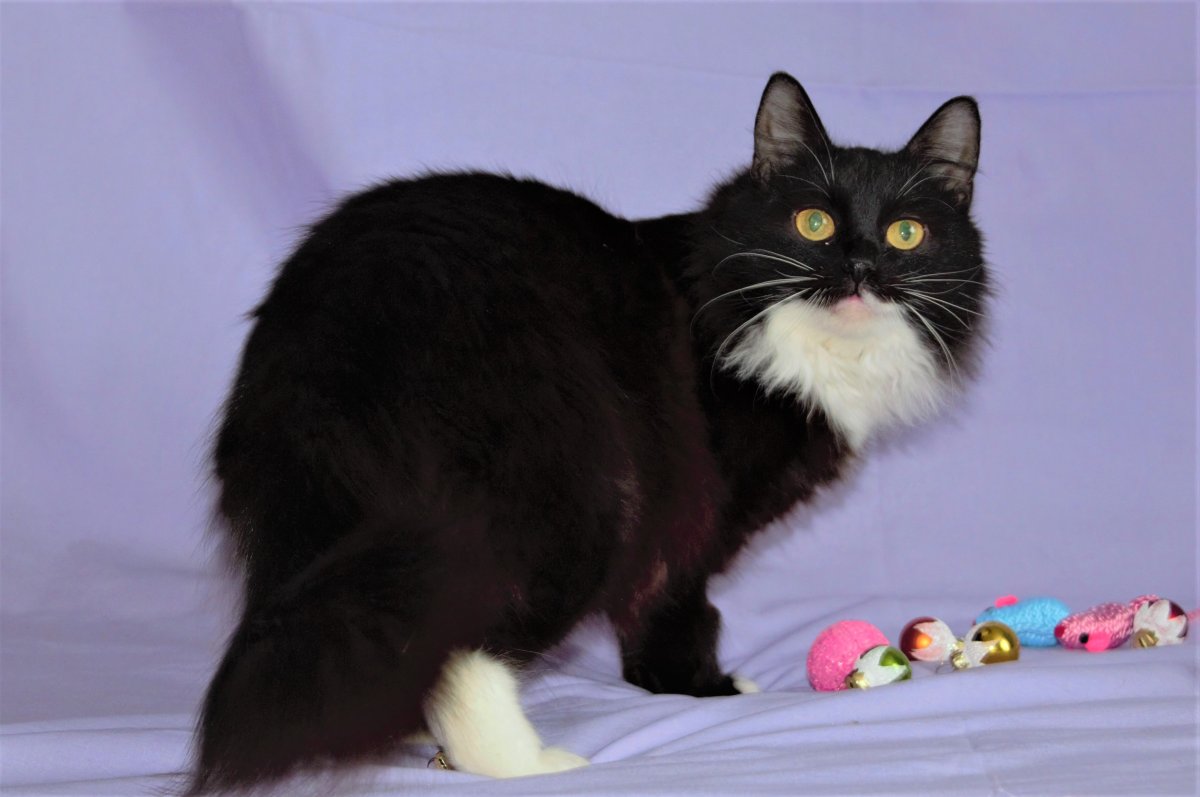 Рыжий и черный кот