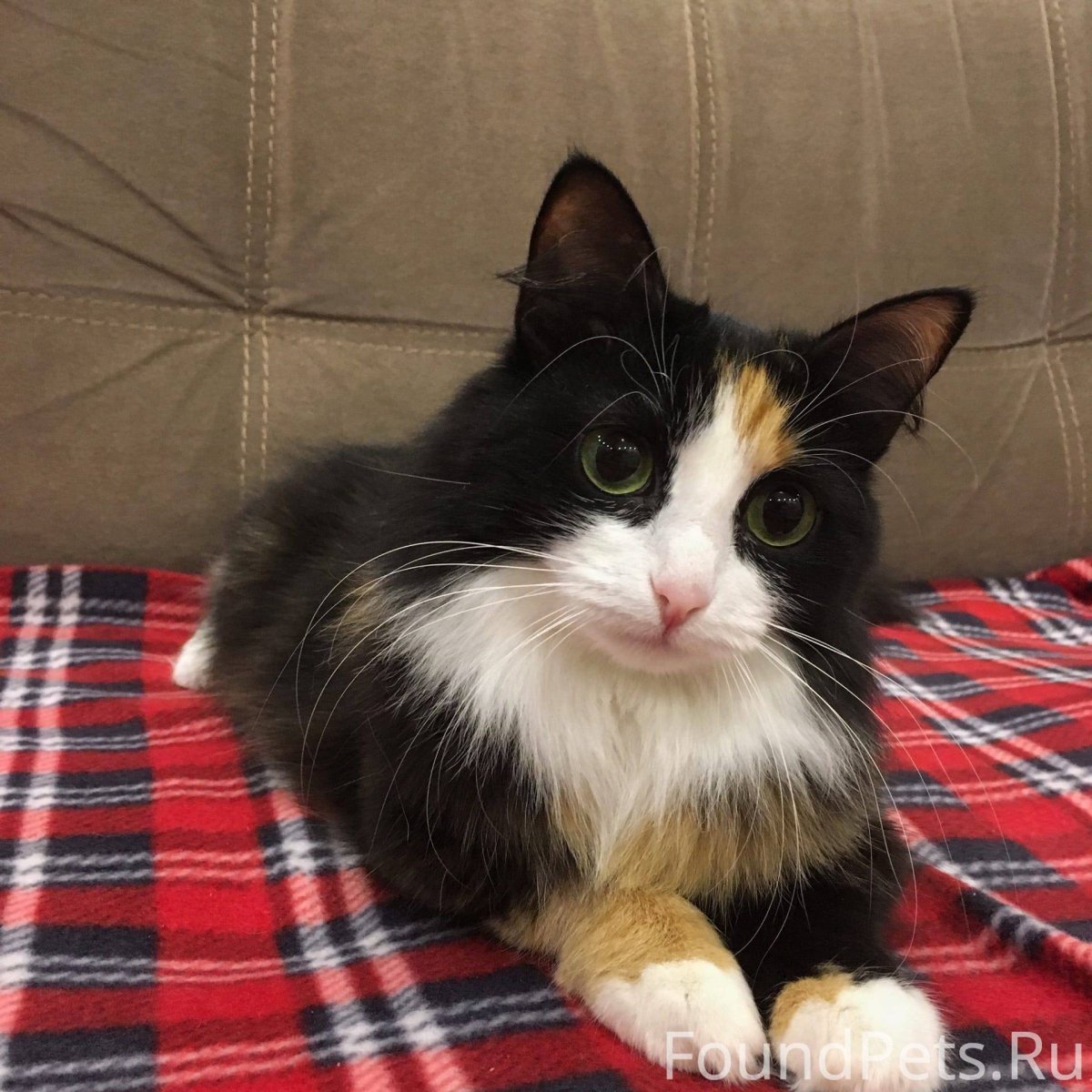 Каракал флоппа