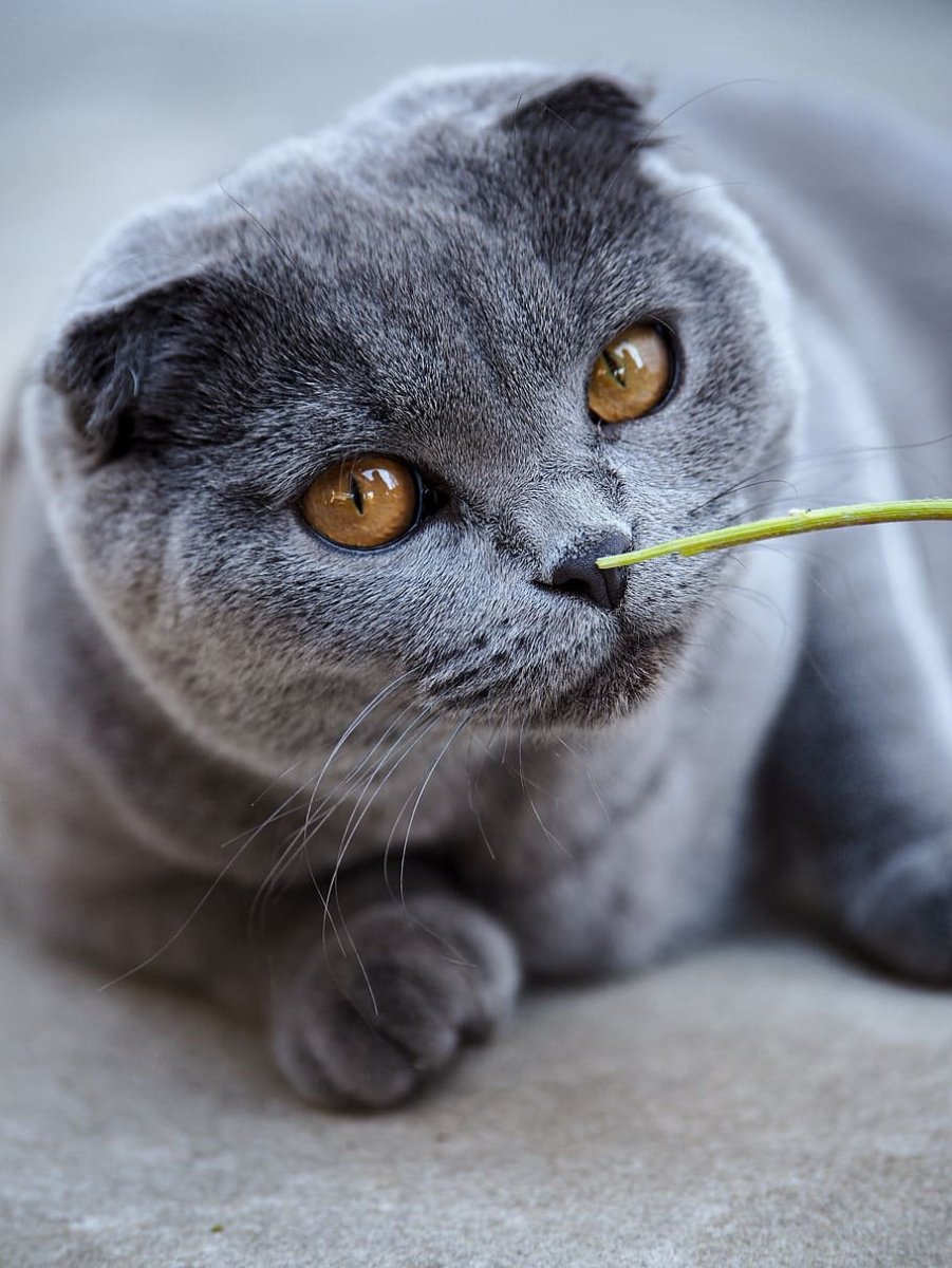 Британский короткошерстный вислоухий кот