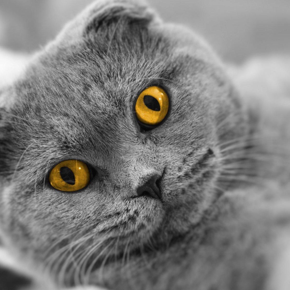 Вислоухий кот желтый