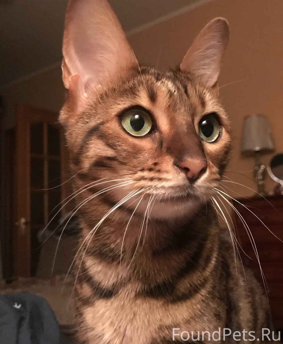 Ава кот круглая