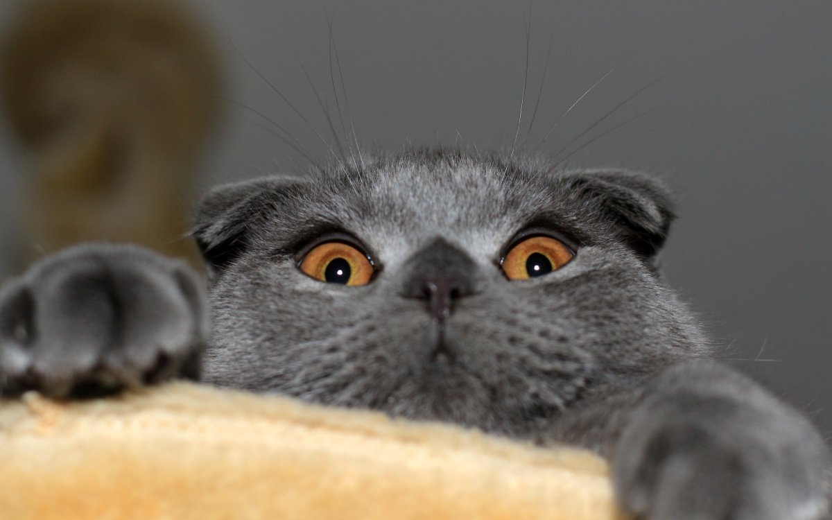 Кот британец вислоухий серый