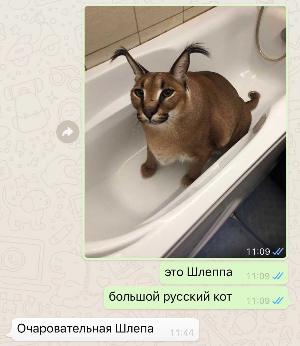 Шотландская вислоухая кошка смешная