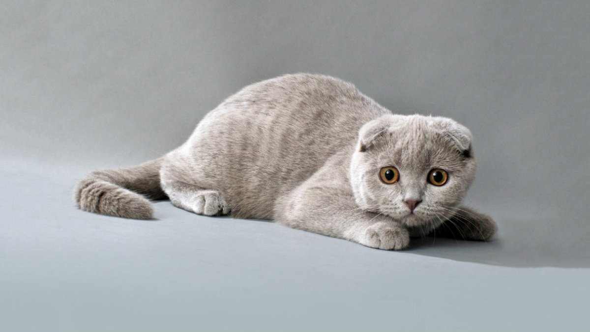 Скоттиш-фолд Шотландская
