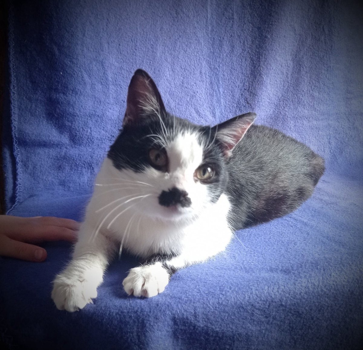 Жалостливые глаза кота из Шрека