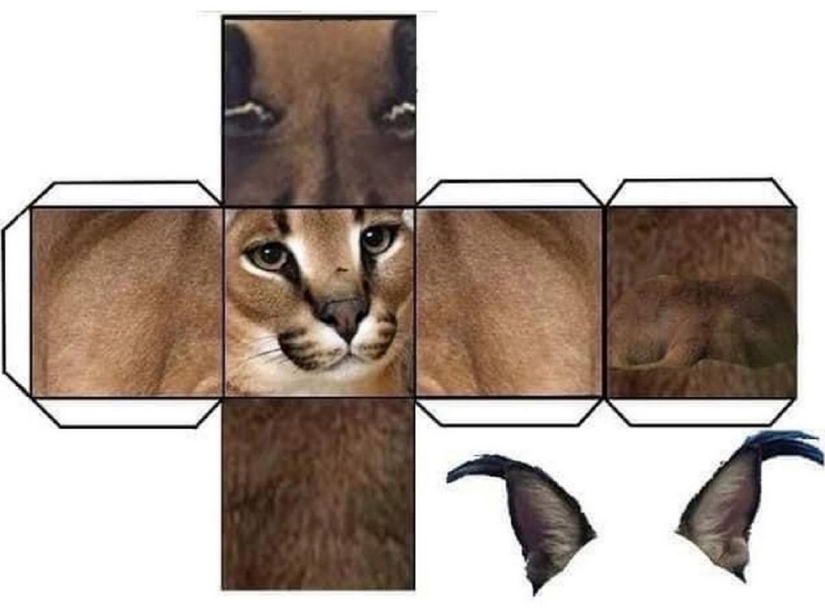 Кот в форме